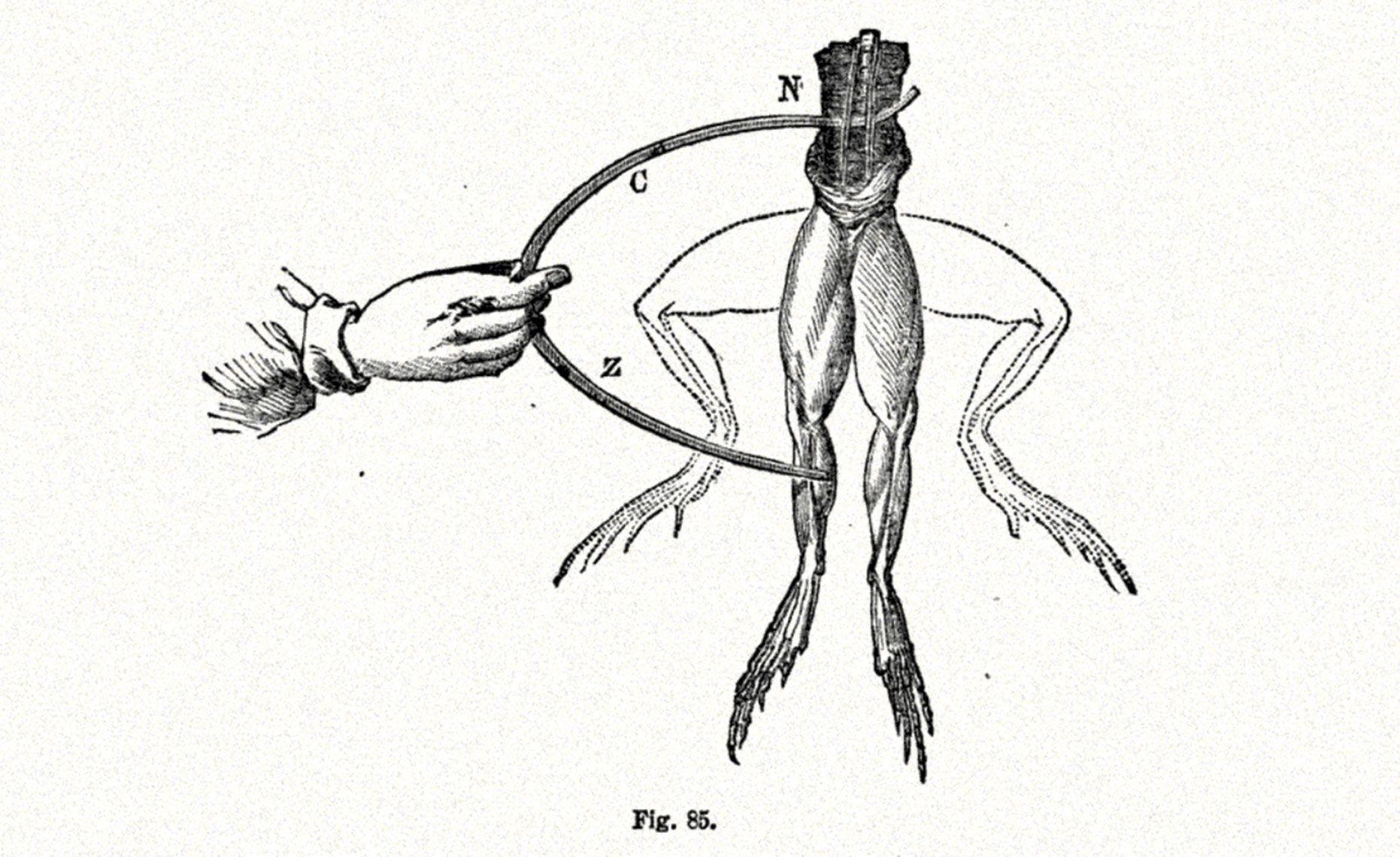 Galvani frog experiment